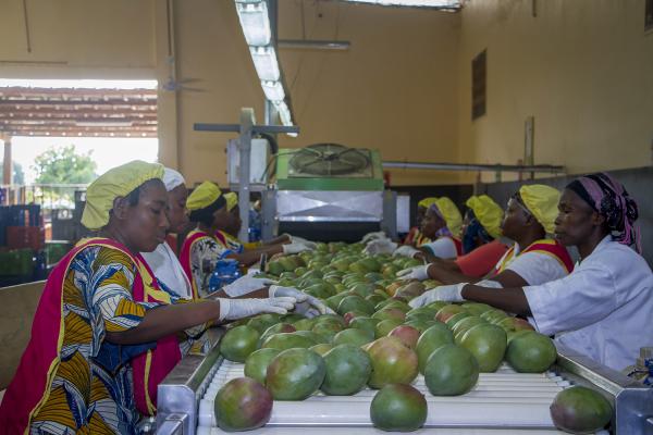 Trie de la mangue